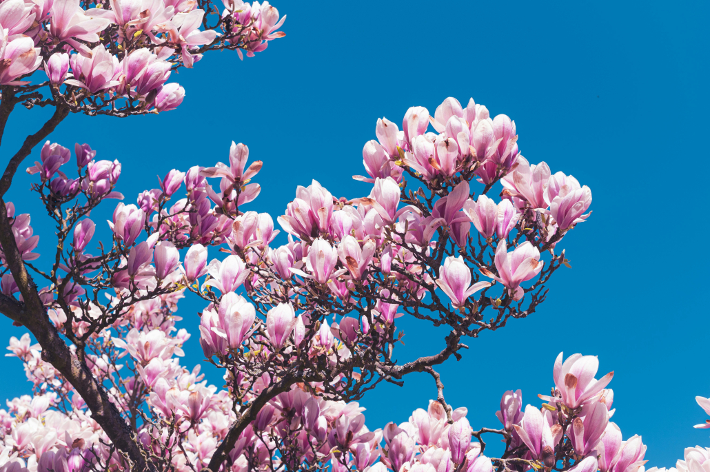 magnolia tree