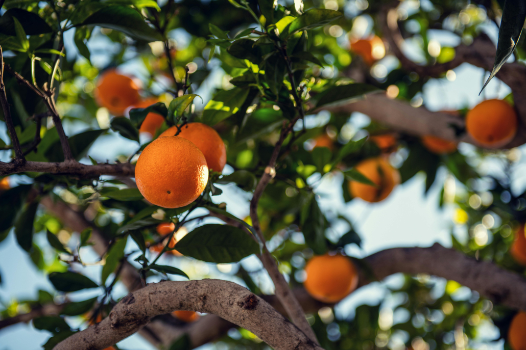 fruit tree