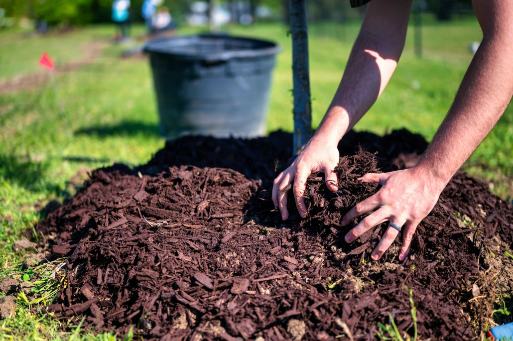 hands mulching around a small newly planted tree