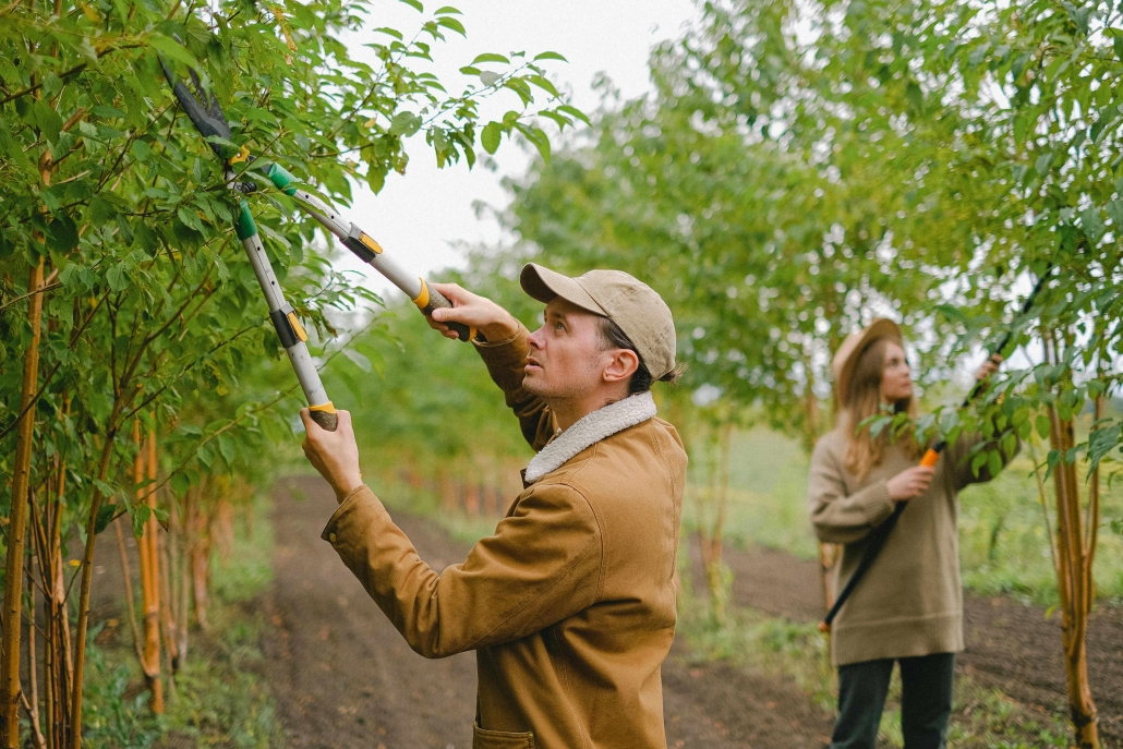 man and woman pruning trees with machinery at a vineyard