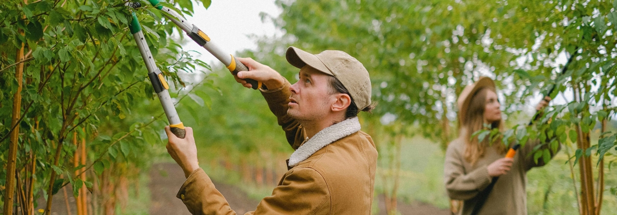 man and woman pruning trees with machinery at a vineyard