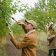 man and woman pruning trees with machinery at a vineyard