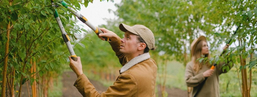 man and woman pruning trees with machinery at a vineyard