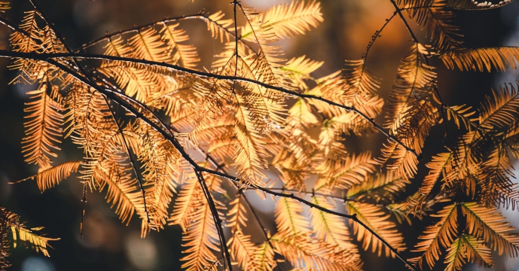 Dawn Redwood