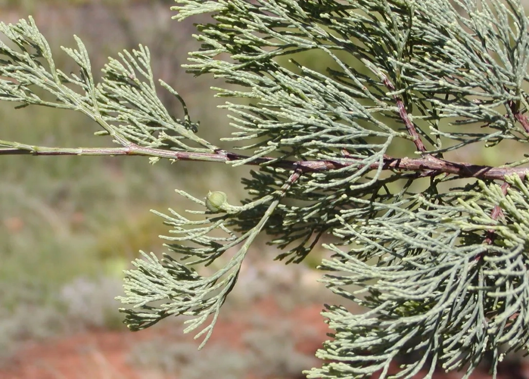 White Cyprus Pine Tree