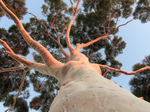Lemon Scented Gum tree