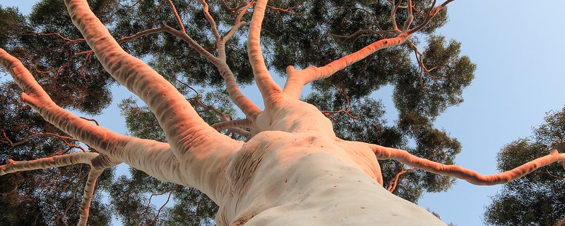 Lemon Scented Gum tree