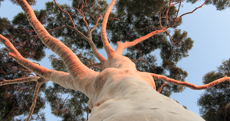 Lemon Scented Gum tree