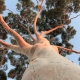 Lemon Scented Gum tree