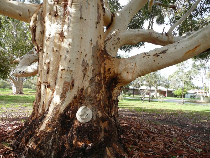 River red gum tree