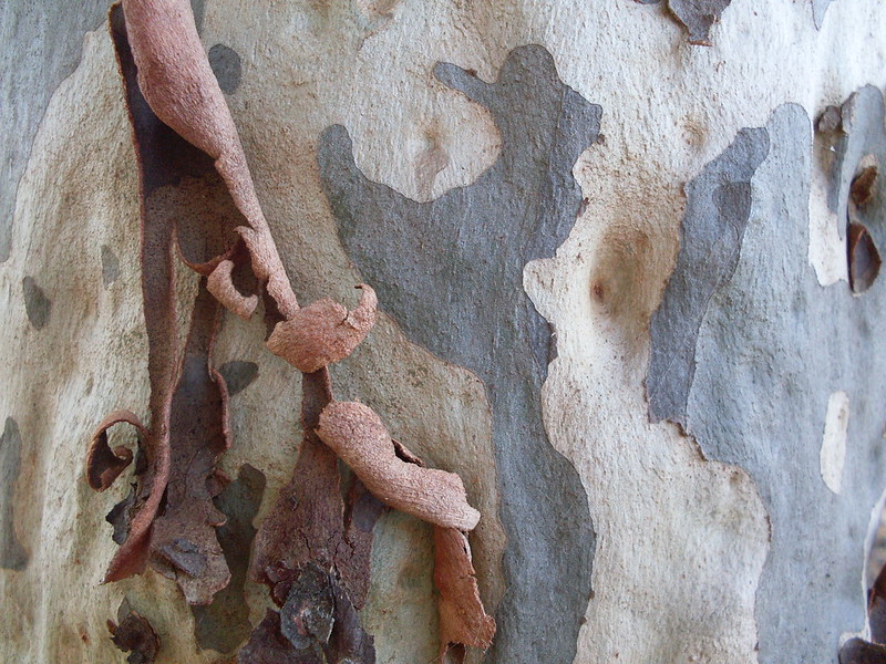 Spotted Gum Tree 