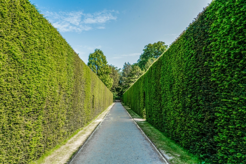 Clear pathway lined with tightly-groomed hedges