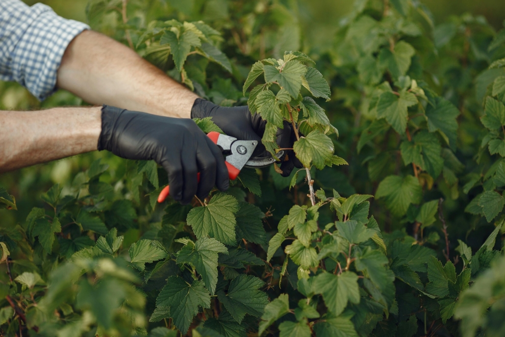 Hedge being groomed with a pruning sheers