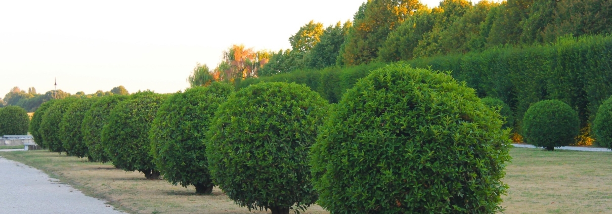 Rounded garden hedge plants lining a pathway