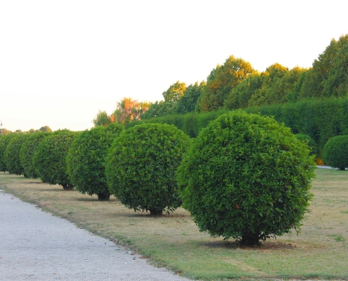 Rounded garden hedge plants lining a pathway