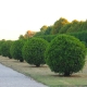 Rounded garden hedge plants lining a pathway