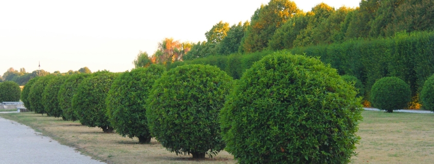 Rounded garden hedge plants lining a pathway