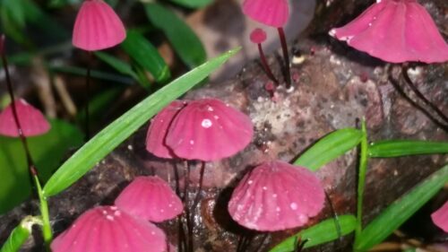 Get a feel for Fungi