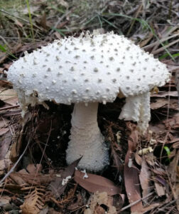 Image Credit: Maree Manby