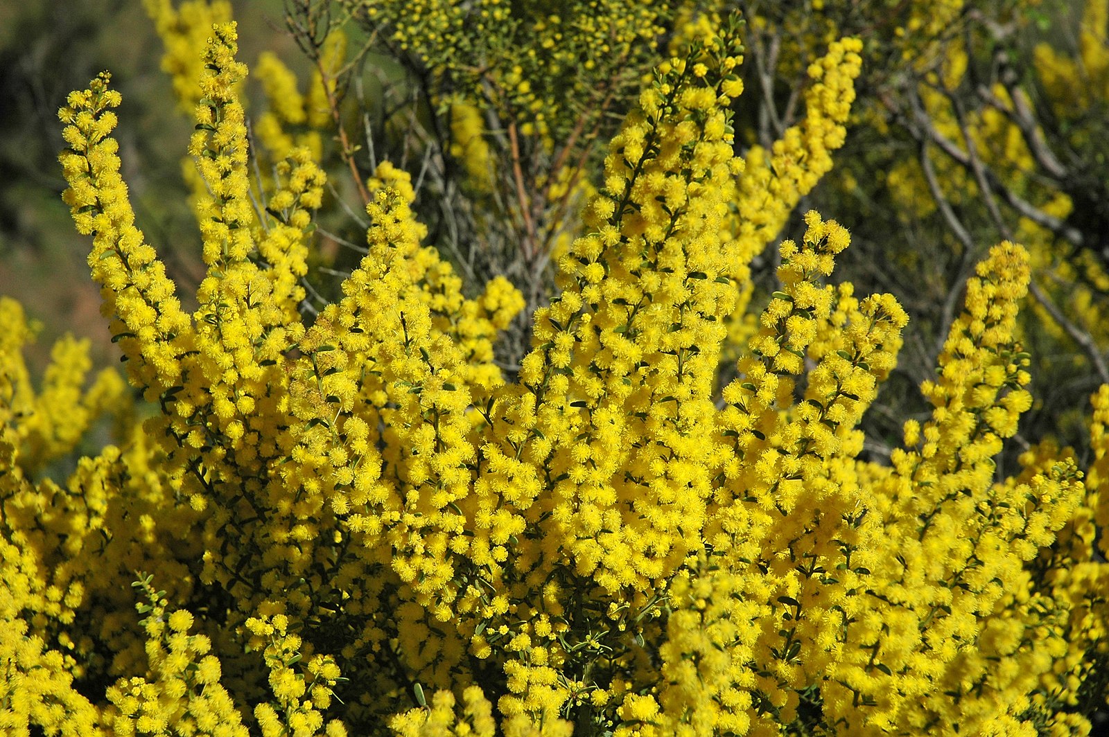 Golden wattle tree