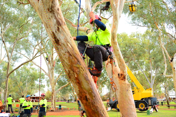 Australian-tree climbing championships