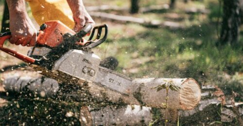 Maintaining Trees as a Tenant in Victoria, is it your Responsibility?