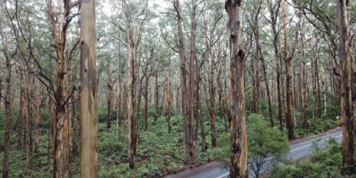 The most common large trees in Australia