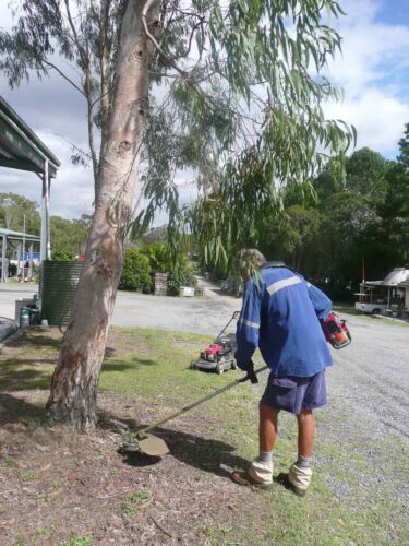 Will your trees be long-lived? 
