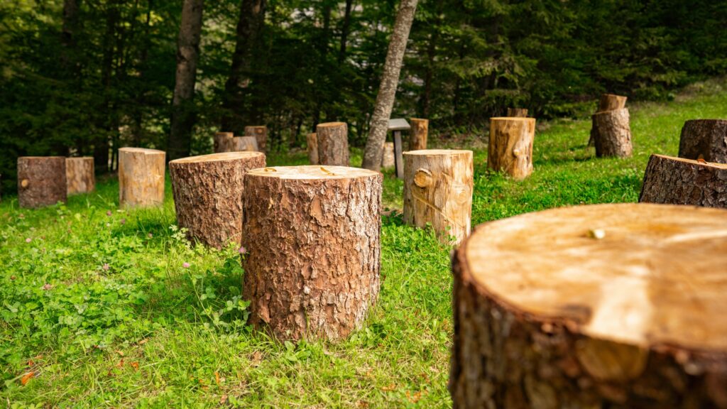 What Is Stump Grinding And Why Is It Important? | Jims Tree Removal