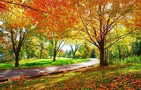 Autumn tree tips
