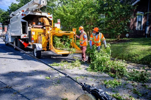 How to Know Your Council’s Tree Removal Guidelines