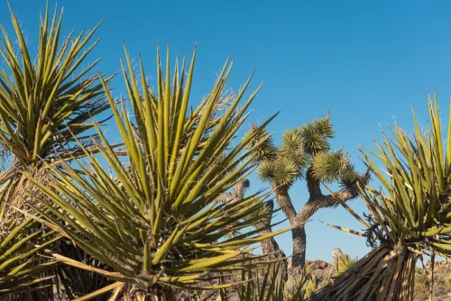 Removing Yucca Plants