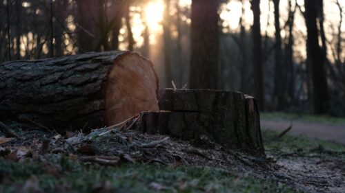 Tree Removal Services Bring Beauty and Safety to Your Property