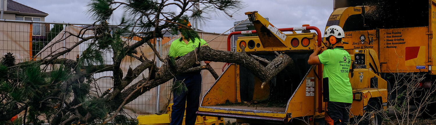 fallen trees removed