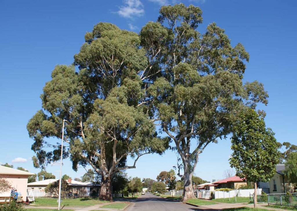 Gum Trees | JIm's Trees