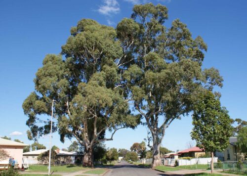 Gum Trees