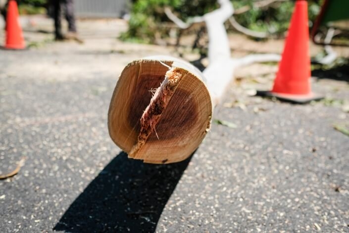 unwanted trees removed