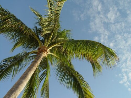 Signs of a Dying Palm Tree & How to Save it