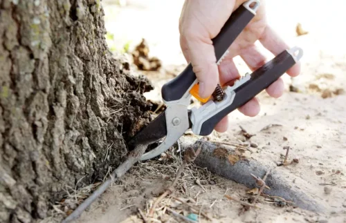 How To Prevent Tree Roots From Growing Back