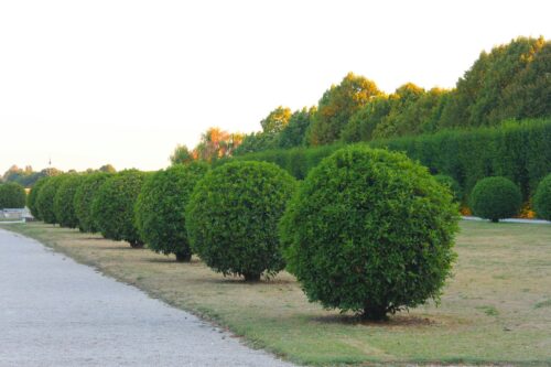 The Best Shape for Garden Hedges