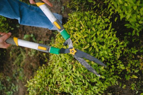 How Often You Should be Trimming Hedges