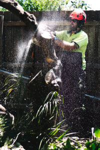 Tree Pruning, removal and Tree Trimming Service