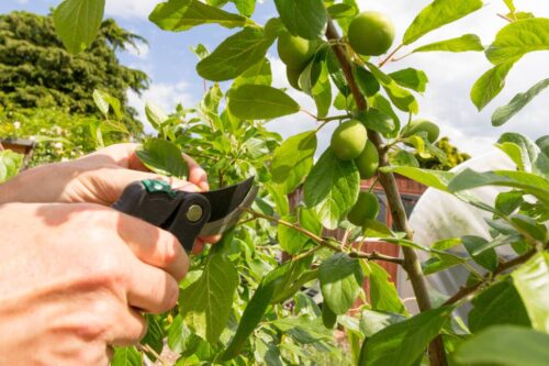 Summer Garden & Tree Care 