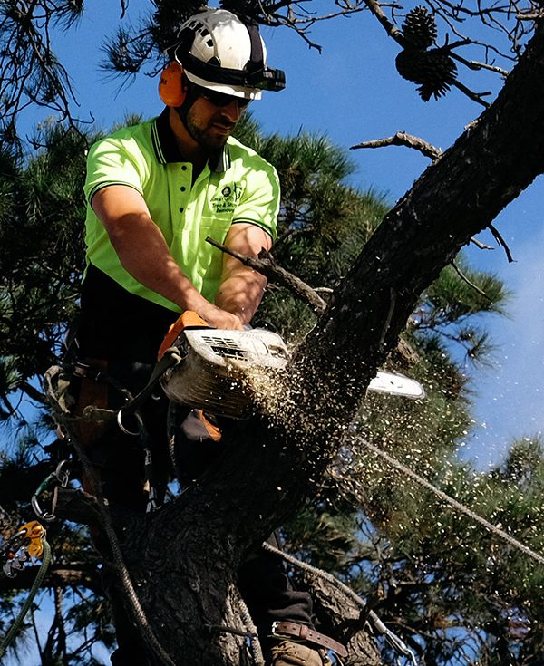 Tree removal services