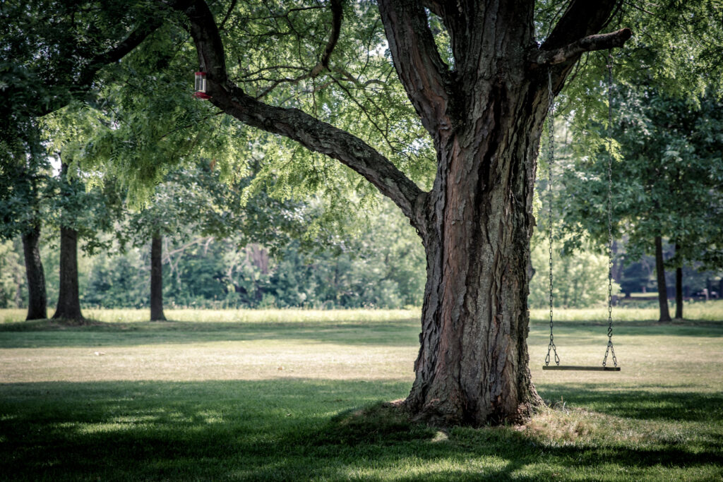 How to Move Mature Trees | Jims Tree Removal