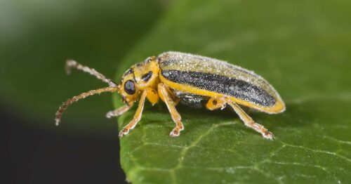 How to Identify & Treat the Elm Leaf Beetle