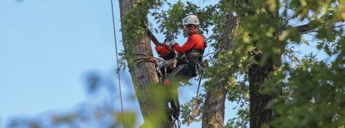 Can a tree die from pruning?
