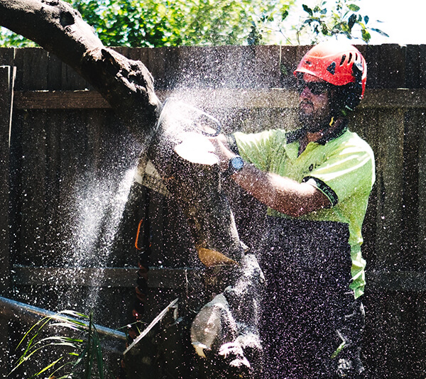 all trees expertly pruned