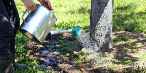 How to get your trees ready for summer